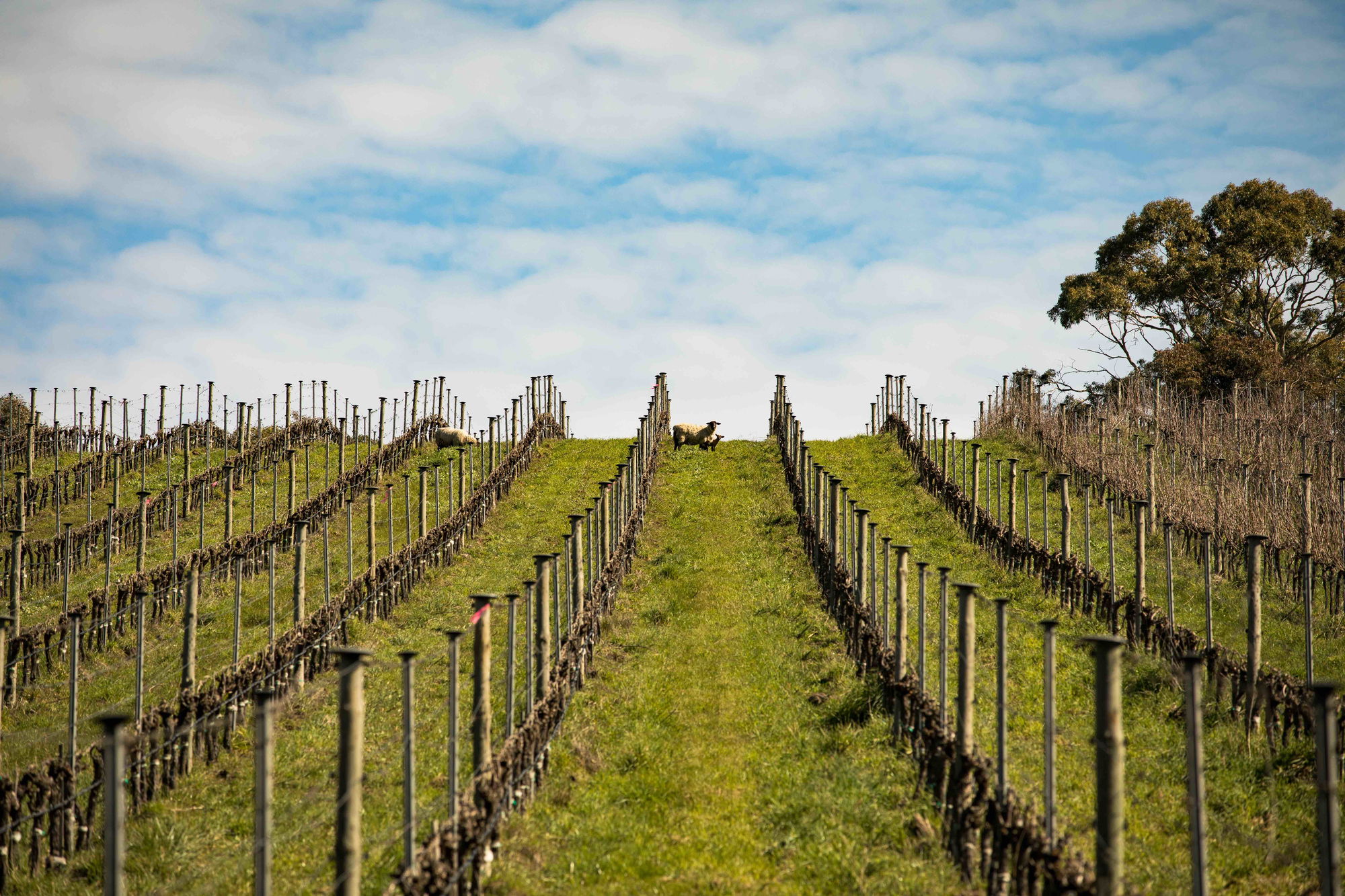 Vineyards with sheep